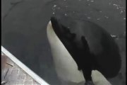 Un orque sauvage joue avec un homme.. un vrai petit chien de 10 tonnes!