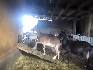 kids: un tour de chèvrerie !