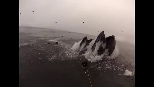Whales almost eat Divers