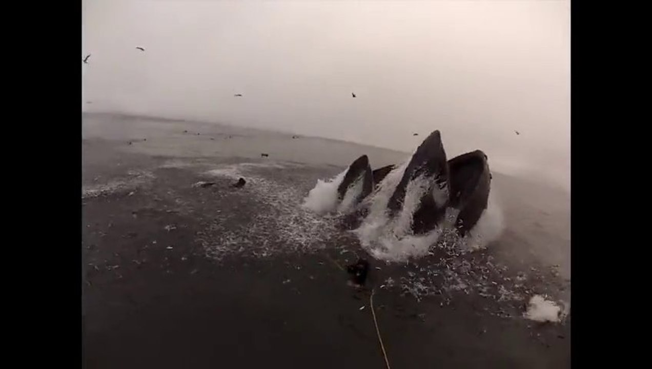 Whales almost eat Divers