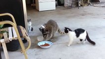 Un raton-laveur mange la gamelle du chat!