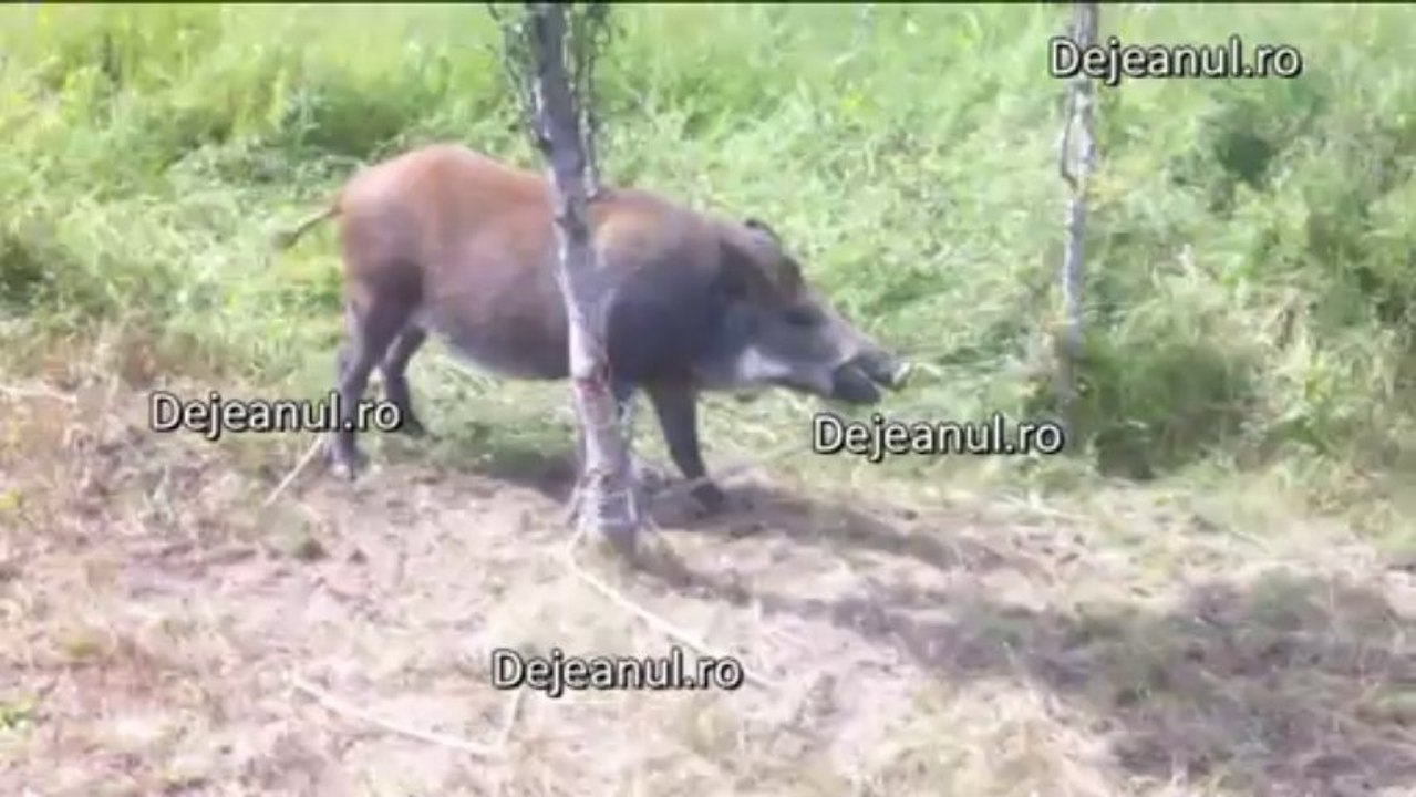 braconaj Nima dejeanul.ro