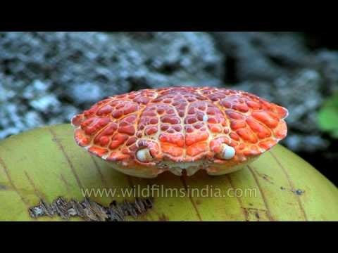 Beautiful crab makes coconut its home in the Andaman & Nicobar Islands