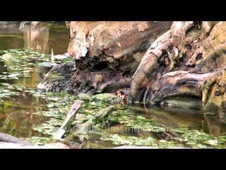 Red legged crabs in freshwater creeks: Andamans
