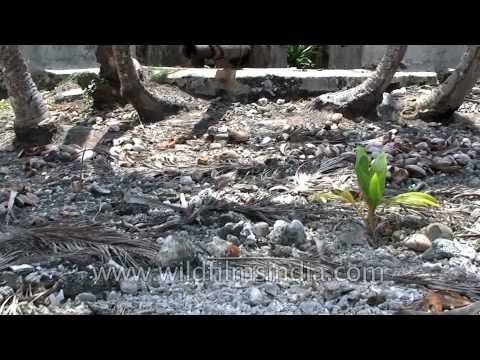 Day at the beach: In the Andamans