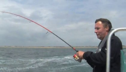 Pêche du Bar au leurre, Atlantique Morbihan