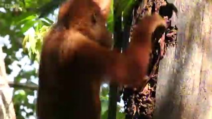 BBC Channel Islands News - 8/7/13