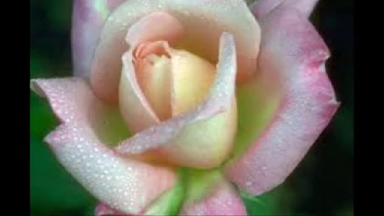 BIALA ROZA-PIEKNA ROZA