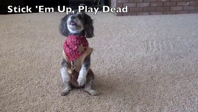 Les 45 choses que votre chien DOIT savoir faire !!! Le chien le mieux dressé et plus mignon du monde...