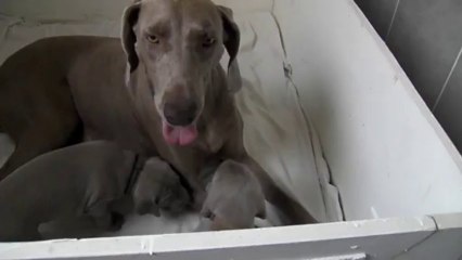 22072013 Daydory's Edemund bébés poils courts Jour 25