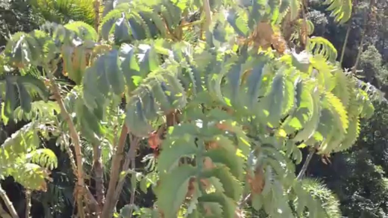 Domaine du Rayol HD