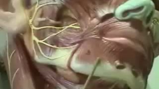 Muscles of the Head (Human Anatomy lectures) Human Physiology VidCast