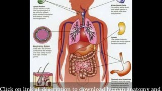 Human Anatomy And Physiology Books Elaine n Marieb - Anatomy Study Course Online College