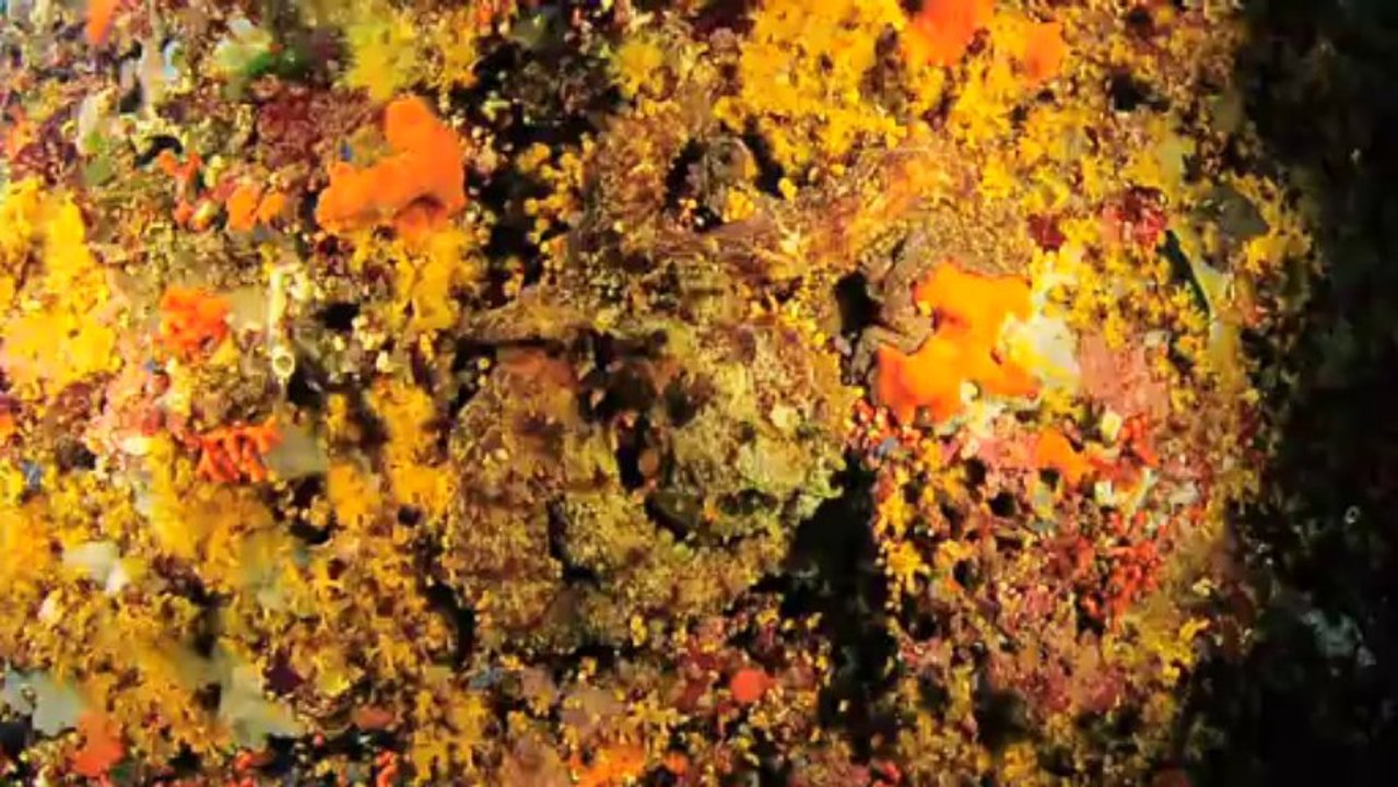 octopus-ibiza