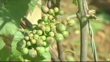 Les orages ont dévasté le vignoble bourguignon