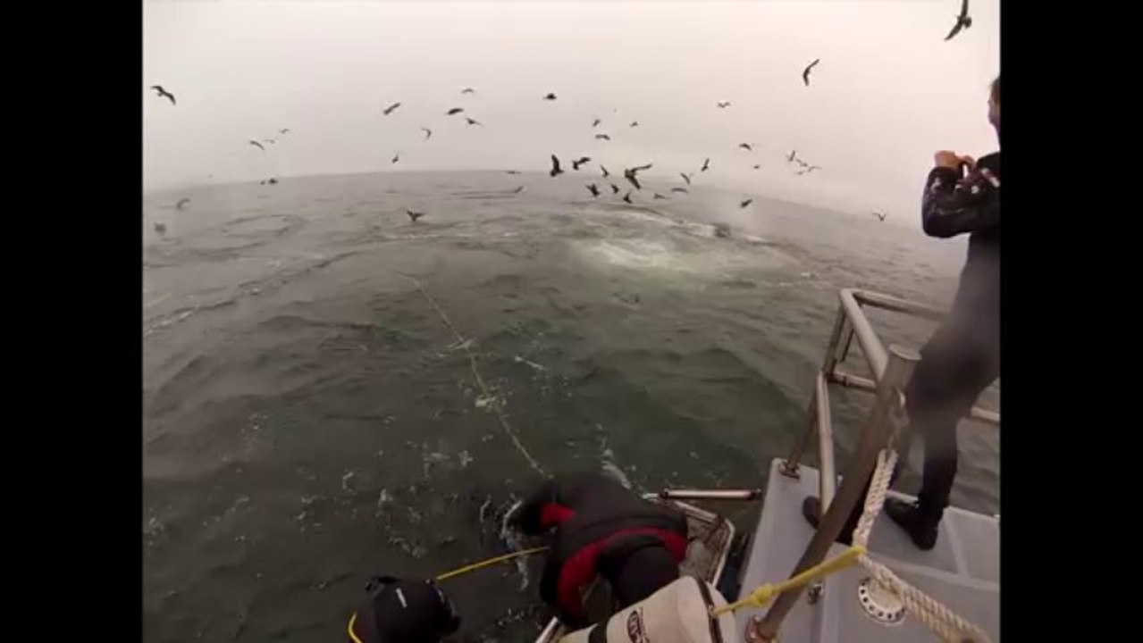 Whales almost eat Divers