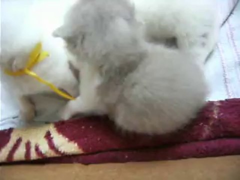 A vendre 3 chatons LOOF british longhair, blanc , fawn et blanc à très bon prix