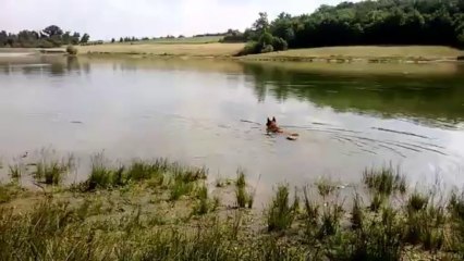 Hélios sait nager...