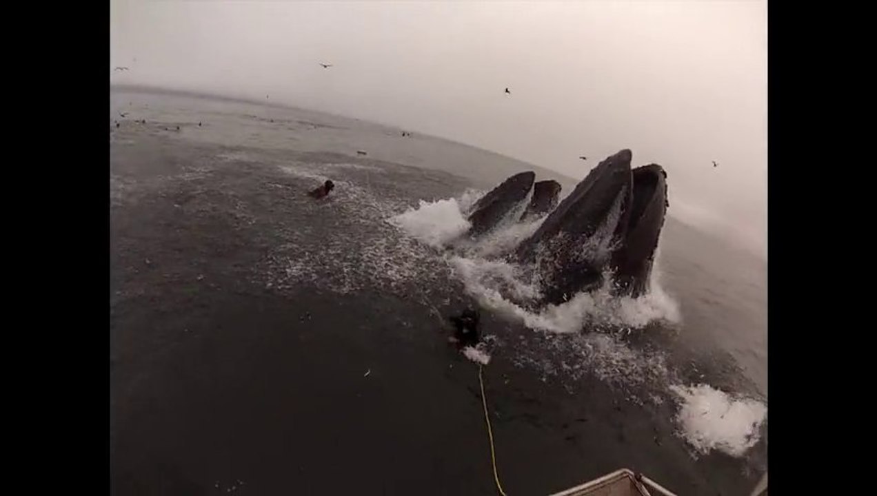 Whales almost eat Divers (Original Version)