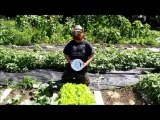 The Field of Dreams in Durham Region-Monsanto Video Revolt 2013