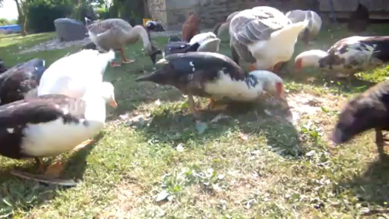 le repas des canards, poules et oies