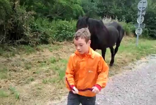 les chevaux, leur première ballade