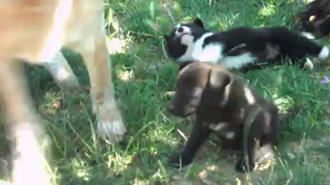 chiots croisés border