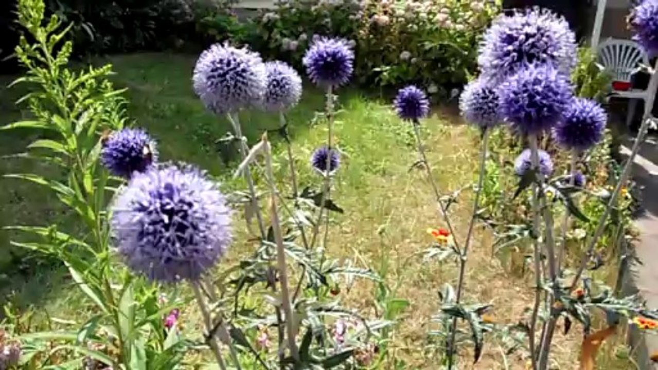 Présentation de l'Echinops