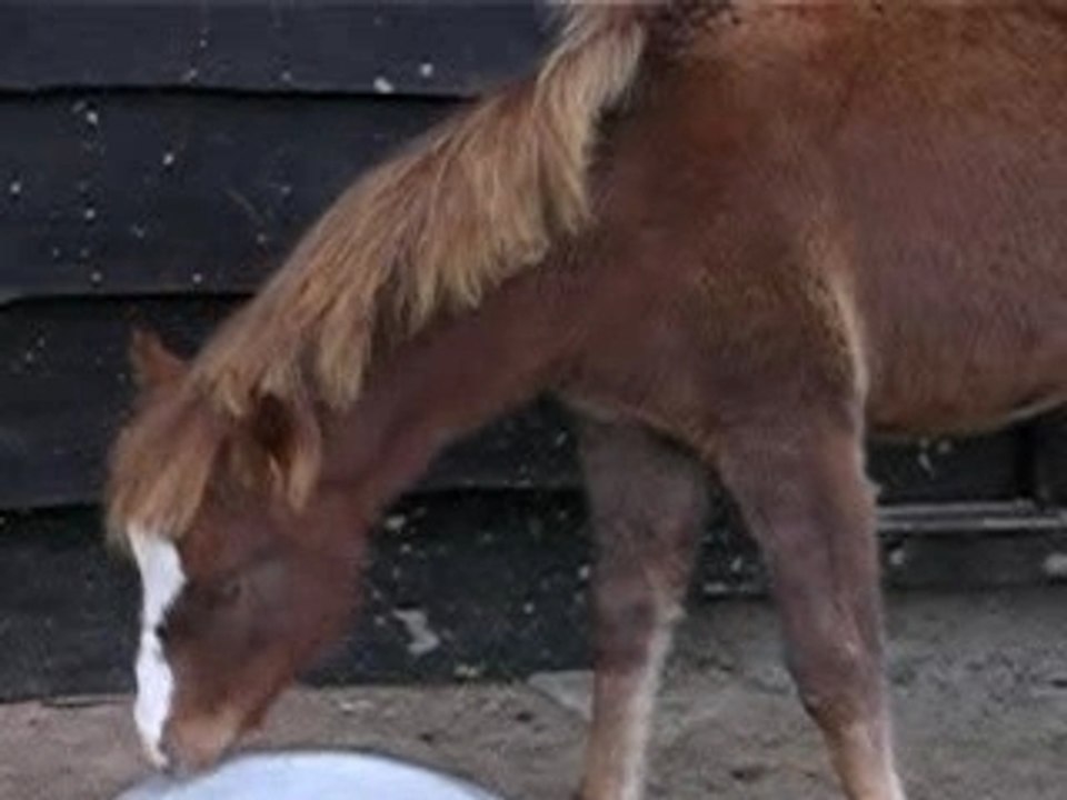 Dream et ses carottes