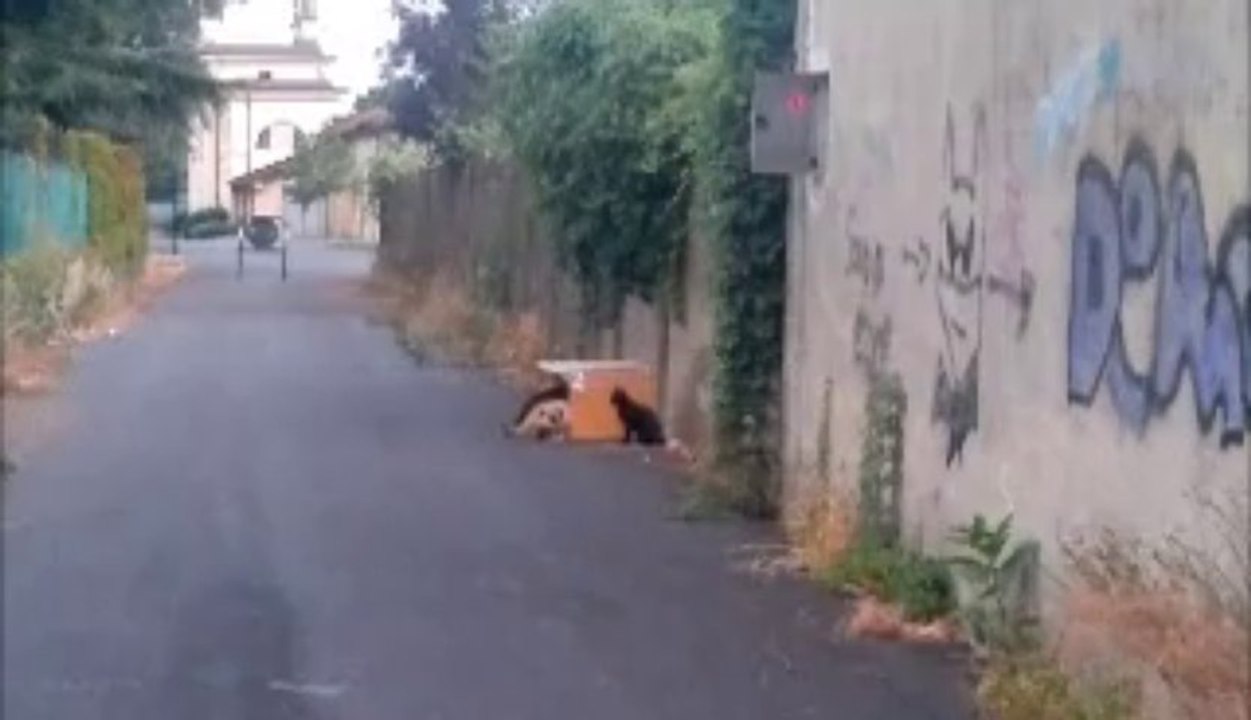 zorzan