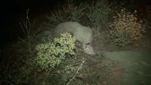 Dursunbey Balıkesir Yolunda Trafik Kazası: 6 Hayvan Telef Oldu