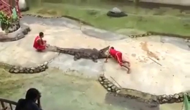 Un alligator mange la tête de son dresseur.