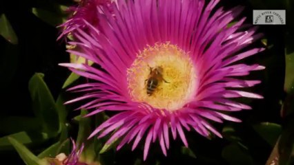 WHITE RIVER COTTAGES