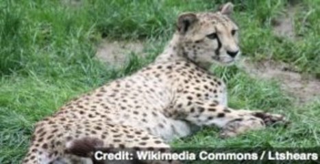 NFL's Devin Hester, Chris Johnson Racing Cheetah on TV