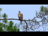 Himalayan Griffon Vulture on the look out for dead bodies in Uttarakhand