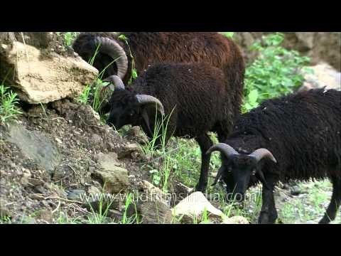 Broken connectivity to Kalimath: Uttarakhand Floods