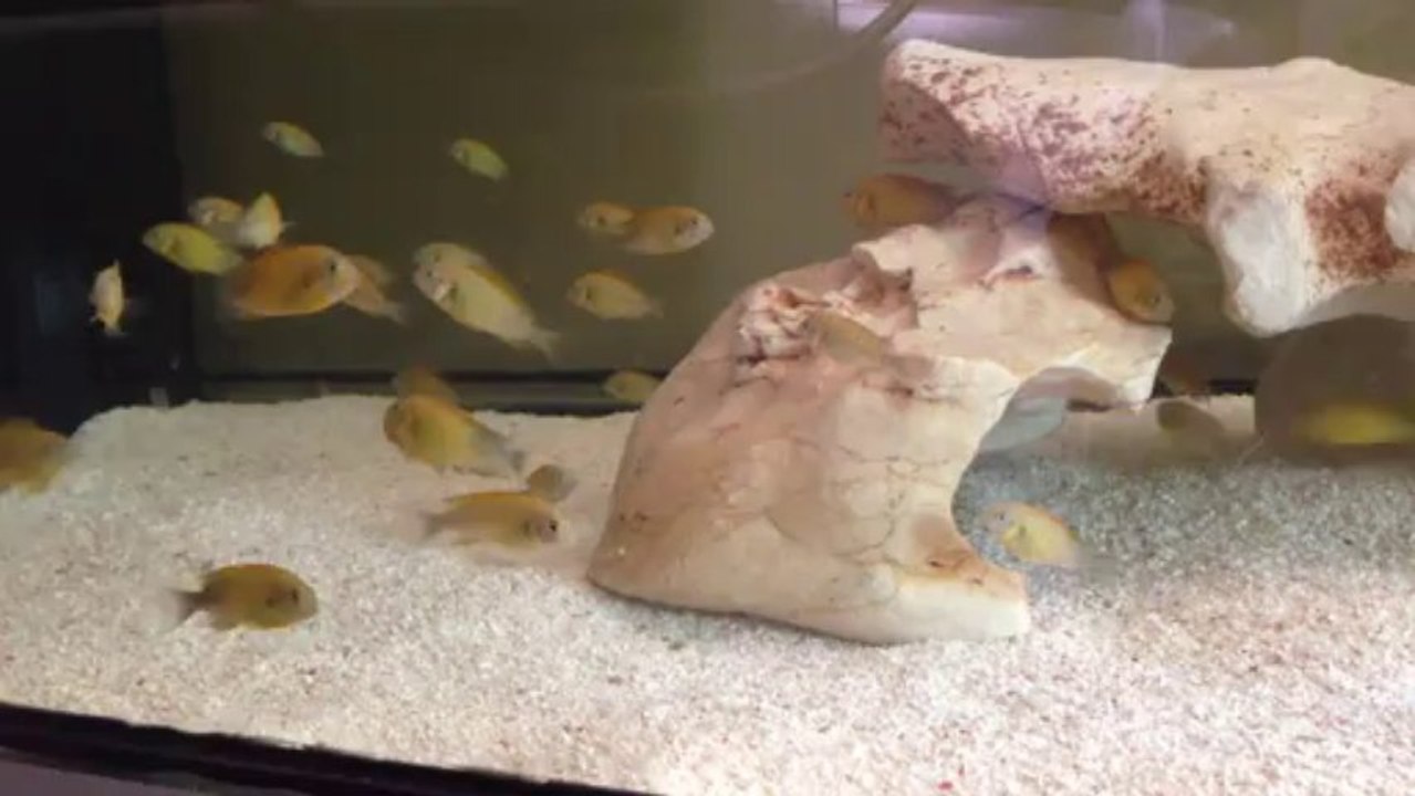 kriza gold yavruları