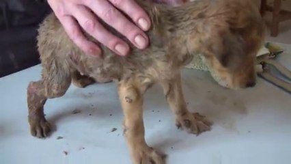 Chiot atteint du ver de Cayor sous la peau