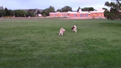 My Red Siberian Huskies Kyzak & Rydik playing + Instant Payday Network Invitation