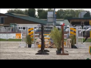 Sarnute by Carnute x Jolly Jumper!!        For sale