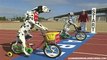 Funny Dogs on Tricycles_! - Guinness World Records Classics