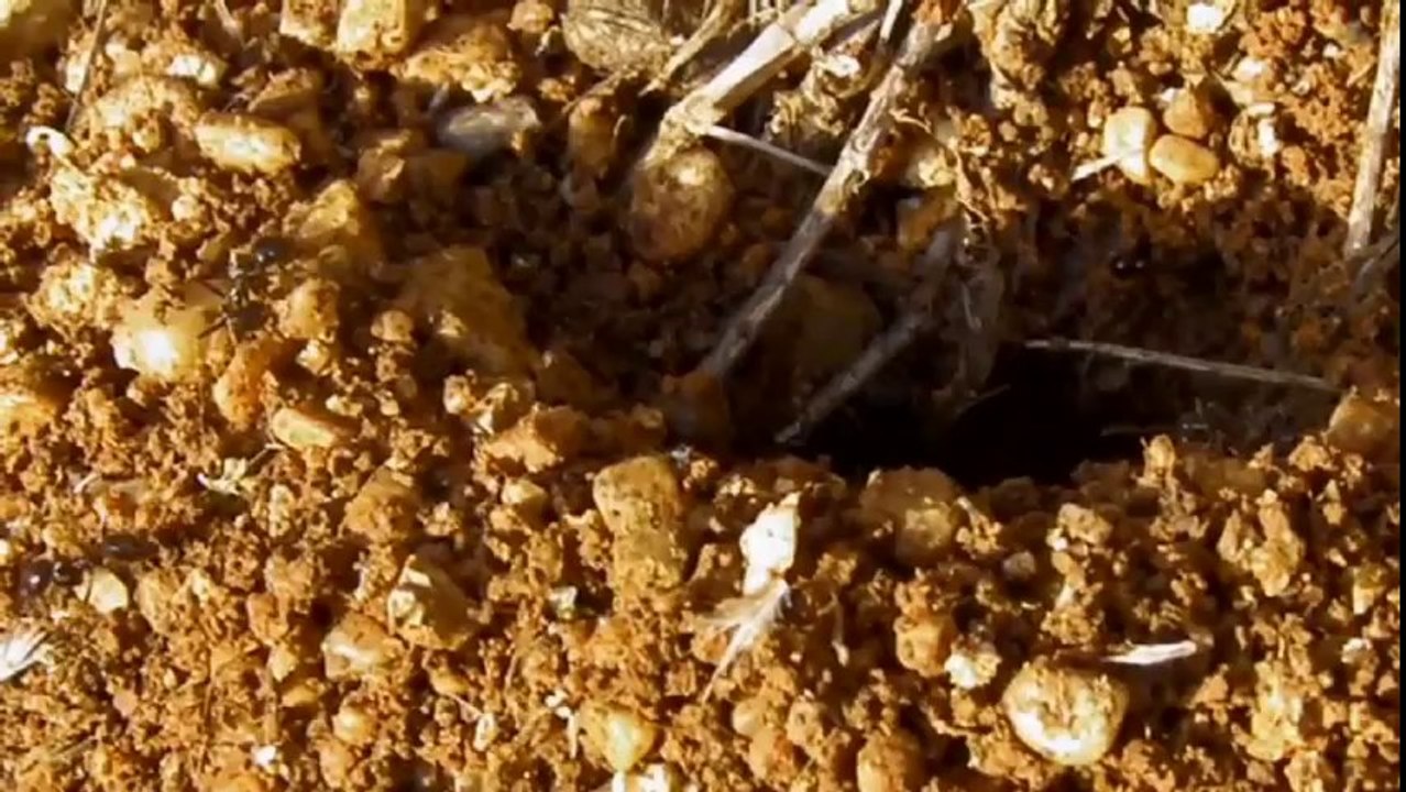 Fourmilière en éveil