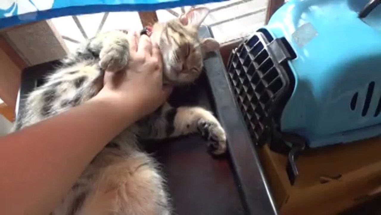 Cat: Taking a nap