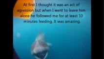 Basking shark swims with kayaker