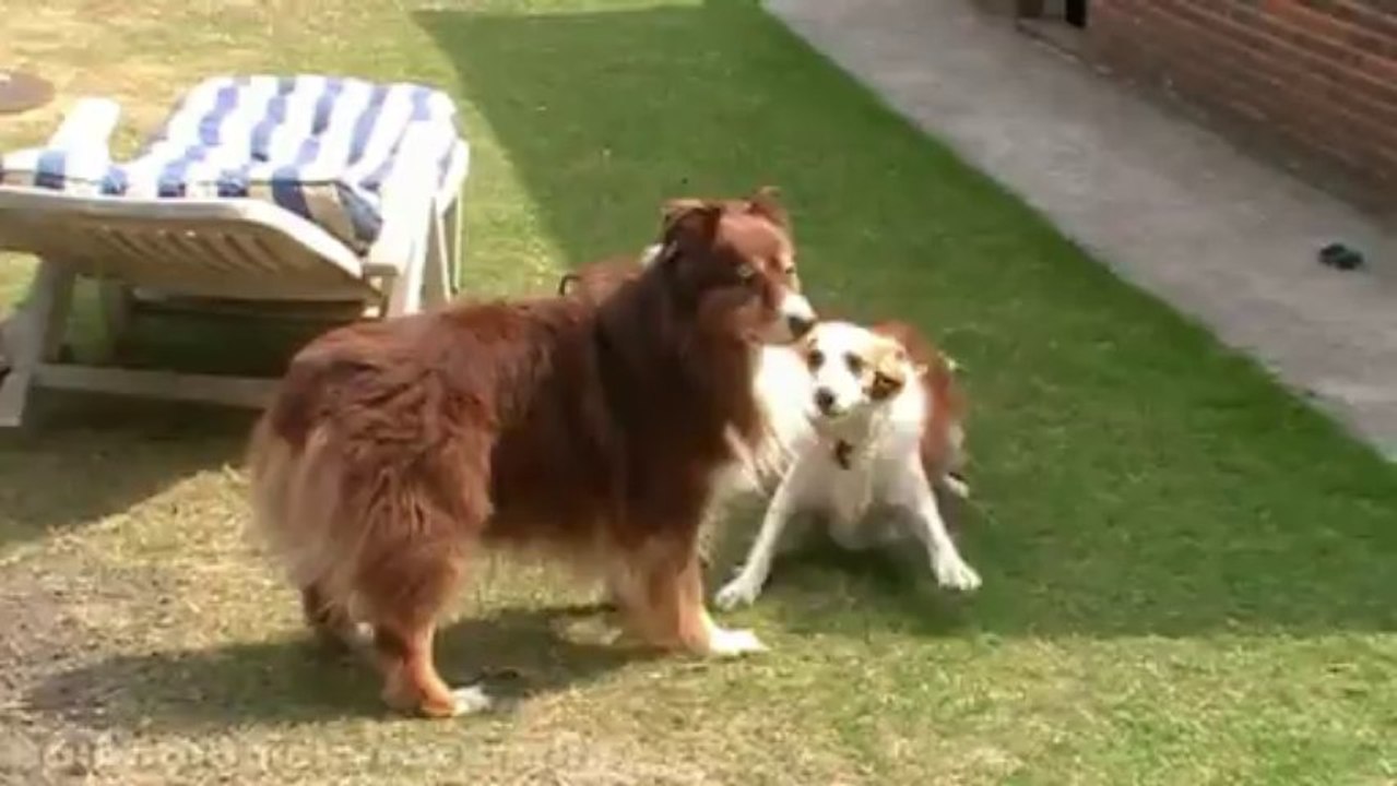 Baloo & Bali
