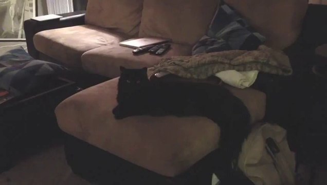 Un chat retrouve son propriétaire après 6 mois d'absence - parodie