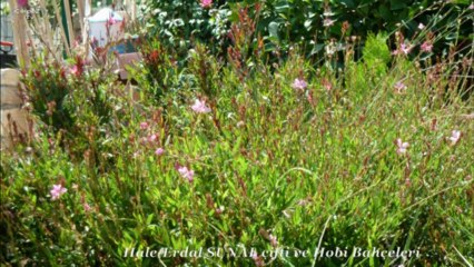 HALE-ERDAL SUNAL ÇİFTİ VE HOBİ BAHÇELERİ:ÇAĞLARCA-ANTALYA