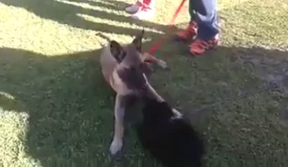 Be Aware Fleur und ein Pudel - having fun