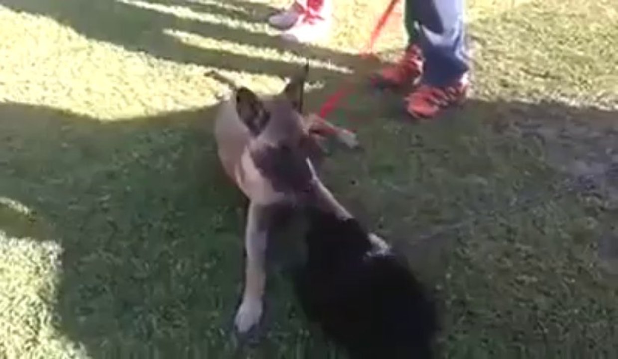 Be Aware Fleur und ein Pudel - having fun