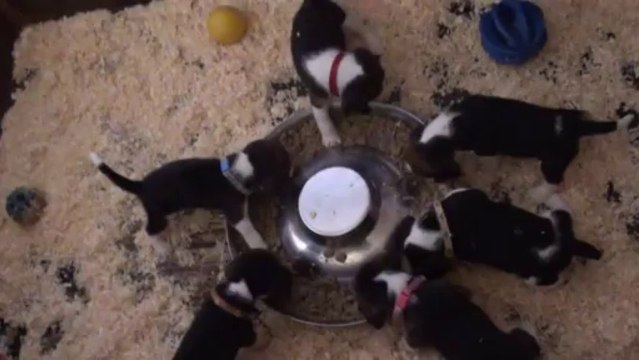 Premier repas bébés Fée 25.07.2013